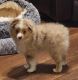 Toy Australian Shepherd Puppies for sale in Lavinia, Tennessee. price: NA