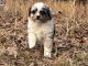 Toy Australian Shepherd Puppies for sale in West Plains, Missouri. price: NA