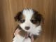 Toy Australian Shepherd Puppies for sale in Hotchkiss, CO, USA. price: $1,500