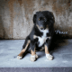 Toy Australian Shepherd Puppies for sale in OK-144, Smithville, OK 74957, USA. price: $650