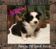 Toy Australian Shepherd Puppies for sale in Fort Worth, TX, USA. price: NA