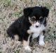 Toy Australian Shepherd Puppies for sale in Oklahoma City, OK, USA. price: NA