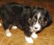 Toy Australian Shepherd Puppies for sale in Oklahoma City, OK, USA. price: $1,000