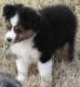 Toy Australian Shepherd Puppies for sale in Oklahoma City, OK, USA. price: $1,200