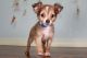 Toy Australian Shepherd Puppies for sale in Houston, TX, USA. price: NA