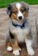 Toy Australian Shepherd Puppies for sale in Chattanooga, TN, USA. price: $500