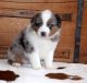 Toy Australian Shepherd Puppies for sale in Los Angeles, CA, USA. price: NA
