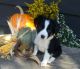 Toy Australian Shepherd Puppies for sale in Yorkville, IL, USA. price: $350