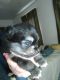 Toy Australian Shepherd Puppies for sale in Lawrence Township, NJ, USA. price: NA
