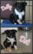 Toy Australian Shepherd Puppies for sale in Omaha, NE, USA. price: NA