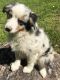 Toy Australian Shepherd Puppies for sale in Jacksonville, FL, USA. price: $400