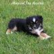 Toy Australian Shepherd Puppies for sale in Byron, NY 14422, USA. price: $1,200