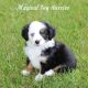 Toy Australian Shepherd Puppies for sale in Byron, NY 14422, USA. price: $1,300