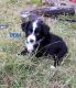 Toy Australian Shepherd Puppies for sale in Chelsea, OK 74016, USA. price: NA