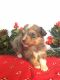 Toy Australian Shepherd Puppies for sale in Abbyville, KS 67510, USA. price: NA