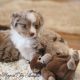 Toy Australian Shepherd Puppies for sale in Byron, NY 14422, USA. price: $1,500