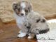 Toy Australian Shepherd Puppies