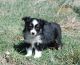 Toy Australian Shepherd Puppies for sale in Denver, CO, USA. price: $1,200
