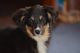 Toy Australian Shepherd Puppies for sale in Dandridge, TN 37725, USA. price: $800