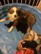 Toy Australian Shepherd Puppies for sale in Rogers, TX 76569, USA. price: NA
