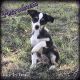 Toy Australian Shepherd Puppies for sale in Dallas, TX, USA. price: NA