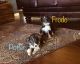 Toy Australian Shepherd Puppies for sale in Mt Pleasant, TX 75455, USA. price: NA