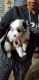 Toy Australian Shepherd Puppies for sale in Denton, TX, USA. price: NA