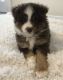 Toy Australian Shepherd Puppies for sale in Denver, CO 80229, USA. price: $600