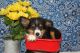 Toy Australian Shepherd Puppies for sale in Dallas-Fort Worth Metropolitan Area, TX, USA. price: NA