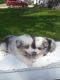 Toy Australian Shepherd Puppies for sale in Richland, MO 65556, USA. price: NA