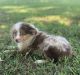 Toy Australian Shepherd Puppies for sale in Anderson, MO 64831, USA. price: $1,200