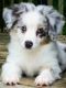 Toy Australian Shepherd Puppies for sale in Charlotte, NC, USA. price: NA