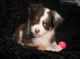 Toy Australian Shepherd Puppies for sale in Valparaiso, IN 46385, USA. price: NA