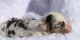 Toy Australian Shepherd Puppies for sale in Tulsa, OK, USA. price: NA