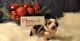 Toy Australian Shepherd Puppies for sale in La Salle, CO 80645, USA. price: $1,200