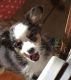 Toy Australian Shepherd Puppies for sale in Lodge Grass, MT 59050, USA. price: NA