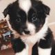Toy Australian Shepherd Puppies for sale in Hurricane, UT 84737, USA. price: $850