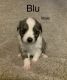Toy Australian Shepherd Puppies for sale in Stephenville, TX 76401, USA. price: NA