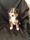Toy Australian Shepherd Puppies for sale in 44926 Loup River Rd, Sumner, NE 68878, USA. price: $400