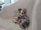 Toy Australian Shepherd Puppies for sale in St Johns County, FL, USA. price: NA