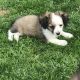 Toy Australian Shepherd Puppies for sale in Cleveland, OH, USA. price: NA