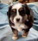 Toy Australian Shepherd Puppies for sale in 44926 Loup River Rd, Sumner, NE 68878, USA. price: $1,500