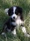 Toy Australian Shepherd Puppies for sale in Clarksville, TX 75426, USA. price: NA
