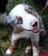 Toy Australian Shepherd Puppies for sale in Clarksville, TX 75426, USA. price: $1,000