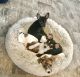 Toy Fox Terrier Puppies for sale in Huron, OH 44839, USA. price: NA