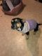 Toy Fox Terrier Puppies for sale in Ravenna, OH 44266, USA. price: $200