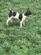Toy Fox Terrier Puppies for sale in St. George, UT, USA. price: $700