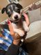 Toy Fox Terrier Puppies for sale in Frazeysburg, OH 43822, USA. price: $50,000