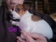 Toy Fox Terrier Puppies for sale in Shepherd, MI 48883, USA. price: NA