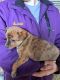 Toy Fox Terrier Puppies for sale in Shepherd, MI 48883, USA. price: $15,000